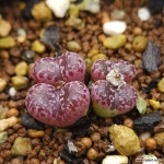 C.마킨스플럼 : 코노피튬 - 엑스플랜트