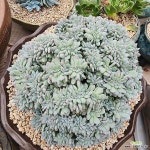 먼로철화28(왕대품) 828 : 다육식물 - 엑스플랜트 먼로철화28(왕대품)   828 : 다육식물 - 엑스플랜트