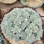 먼로철화28(왕대품) 828 : 다육식물 - 엑스플랜트 먼로철화28(왕대품)   828 : 다육식물 - 엑스플랜트