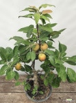 사과분재 메이폴 (동일품, 70-80cm) : 분재 - 엑스플랜트