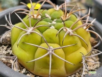 신천지 교배종 108-841 : 선인장 - 엑스플랜트