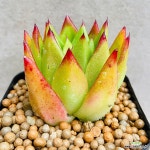 마리아 묵둥이트까입니다 산아래다육이 0965 : 다육식물 - 엑스플랜트 마리아 묵둥이트까입니다  산아래다육이 0965 : 다육식물 - 엑스플랜트