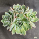 스타마크 4두적심군생 : 다육식물 - 엑스플랜트