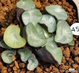 조로만상 2두 453 : 하월시아 - 엑스플랜트