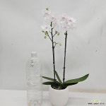 호접란 엘사도쌍대 : 공기정화식물 - 엑스플랜트