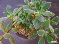 부용,철화564 : 다육식물 - 엑스플랜트