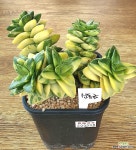 신동금 : 다육금 - 엑스플랜트