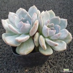 먼로-020 : 다육식물 - 엑스플랜트