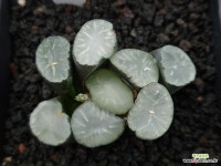 백자만상 : 하월시아 - 엑스플랜트