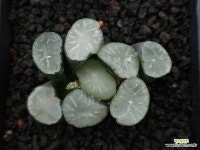 백자만상 : 하월시아 - 엑스플랜트