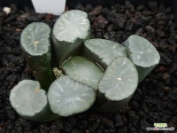 백자만상 : 하월시아 - 엑스플랜트