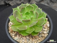 브라운로즈 0913 : 다육식물 - 엑스플랜트