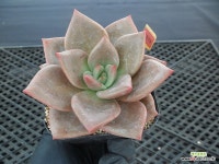 (New item)넛찌9-1579 : 다육식물 - 엑스플랜트