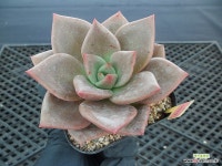 (New item)넛찌9-1579 : 다육식물 - 엑스플랜트