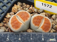 카라스몬타나 1572 : 리톱스 - 엑스플랜트