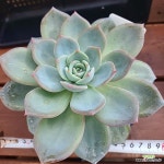 피앙새 (신품종) (마지막 사진은 물들어가는 모습) 488 : 다육식물 - 엑스플랜트