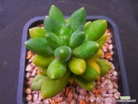 천대전송금838 : 다육식물 - 엑스플랜트