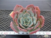 (New item)애니씽(Anything)9-1986 : 다육금 - 엑스플랜트