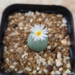 conophytum globosum(백화) 글로보섬 : 코노피튬 - 엑스플랜트