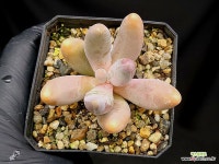 간주 13-14 : 다육식물 - 엑스플랜트