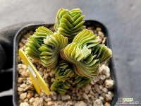 부다템플 0919 : 다육식물 - 엑스플랜트