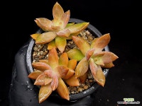 캘리포니아썬셋(모듬) 15-88 : 다육식물 - 엑스플랜트