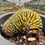 로비비아 철화 선인장 : 선인장 - 엑스플랜트