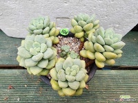 프리티우먼 : 다육식물 - 엑스플랜트