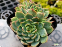 아이코이리스 군생 6-4843 : 다육식물 - 엑스플랜트