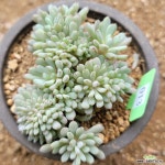 블루빈스철화1 : 다육철화 - 엑스플랜트