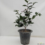 서향동백 중품꽃대 : 공기정화식물 - 엑스플랜트