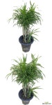 온정농원 드라세나 자바 중대품 88cm : 공기정화식물 - 엑스플랜트