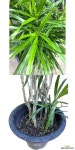 온정농원 드라세나 자바 중대품 88cm : 공기정화식물 - 엑스플랜트