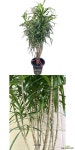 온정농원 드라세나 자바 특대품 140cm : 공기정화식물 - 엑스플랜트