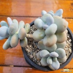 문스톤 0924 : 다육식물 - 엑스플랜트 문스톤  0924 : 다육식물 - 엑스플랜트