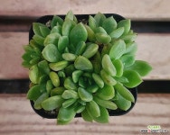 덴트라쨈(284) : 선인장 - 엑스플랜트