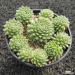 아폴로그플로즈 바위솔-127 : 바위솔 - 엑스플랜트