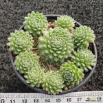 아폴로그플로즈 바위솔-127 : 바위솔 - 엑스플랜트