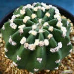 백로 1 : 선인장 - 엑스플랜트