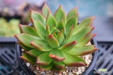 솔베이지3 : 다육식물 - 엑스플랜트