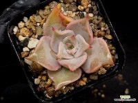 뷰티릴리(소) 19-52 : 다육식물 - 엑스플랜트