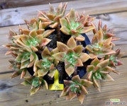 목대 시트리나 자연군생 : 다육식물 - 엑스플랜트