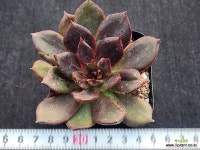 사랑과전쟁 241 : 다육식물 - 엑스플랜트