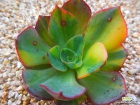 양진금 9/30-845 : 다육금 - 엑스플랜트