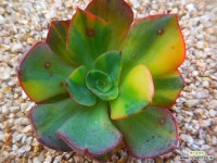 양진금 9/30-845 : 다육금 - 엑스플랜트