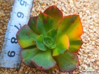 양진금 9/30-845 : 다육금 - 엑스플랜트