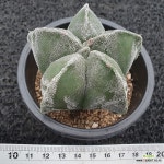 난봉옥-129 : 선인장 - 엑스플랜트