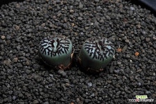 224-wittebergense RR714 위트버젠스 : 코노피튬 - 엑스플랜트