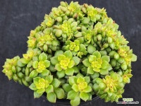 매직쨈골드철화 279 : 다육식물 - 엑스플랜트