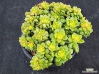 매직쨈골드철화 279 : 다육식물 - 엑스플랜트